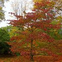 Cornus controversa automne (2)